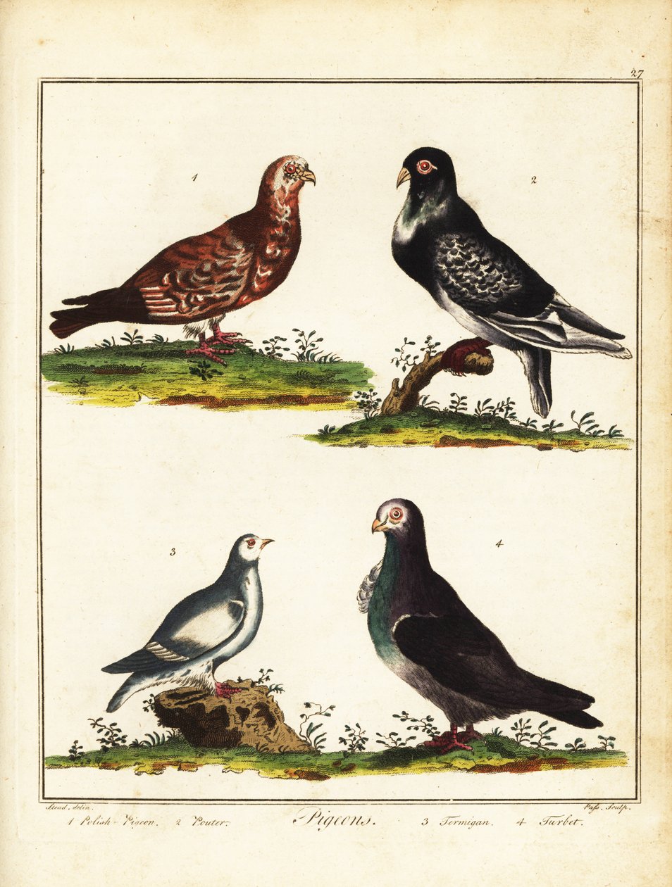 Duer: Polsk due, pouter, rype og turbit. 1792 (gravering) af Unbekannter Künstler