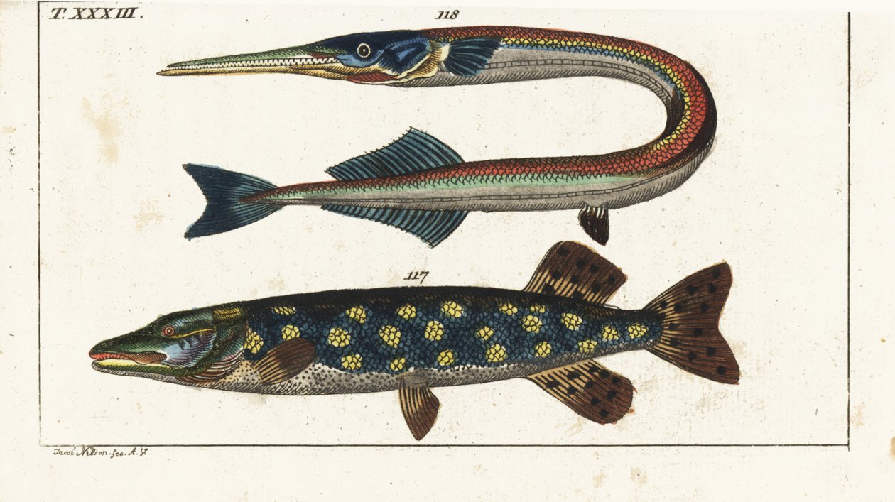 Gedde (eller nordlig gedde) - Orphia - Nordlig gedde, Esox lucius 117, og havål eller hornfisk, Belone belone 118. Håndkoloreret kobberstik efter Jacob Nilson fra Gottlieb Tobias Wilhelm