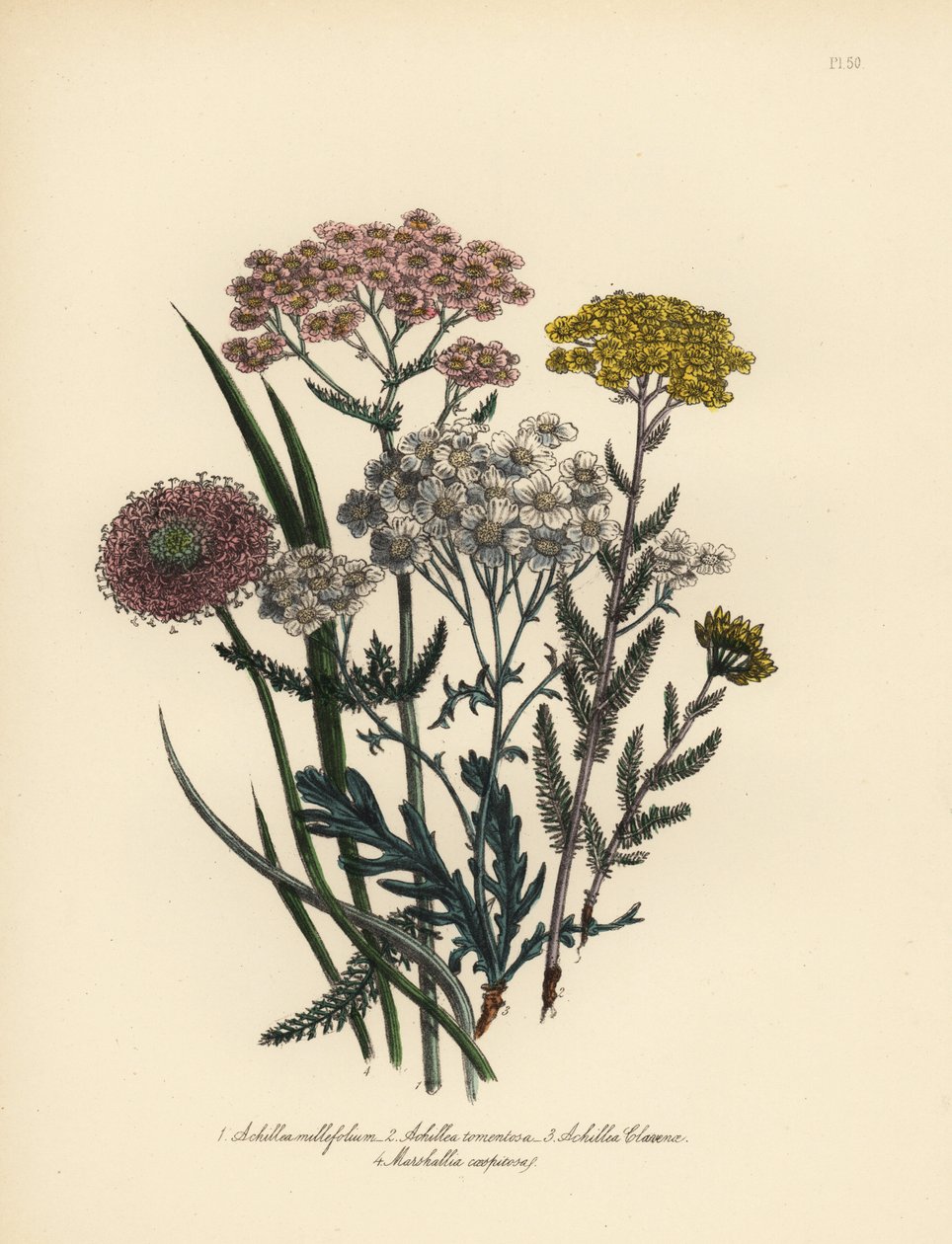 Rosa blomstret milturt, Achillea milfolium, gylden røllike, Achillea tomentosa, Clavenas sølvbladede milturt, Achillea clavenae, og tuet marhallia, Marshallia caespitosa. Håndlavet chromolitografi af Henry Noel Humphreys efter en illustration af af Unbekannter Künstler