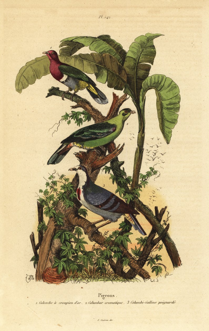 Pinkhovedet frugtdue, Ptilinopus porphyreus, Buru grøn due, Treron aromaticus og Luzon blødende hjerte, Gallicolumba luzonica af Unbekannt
