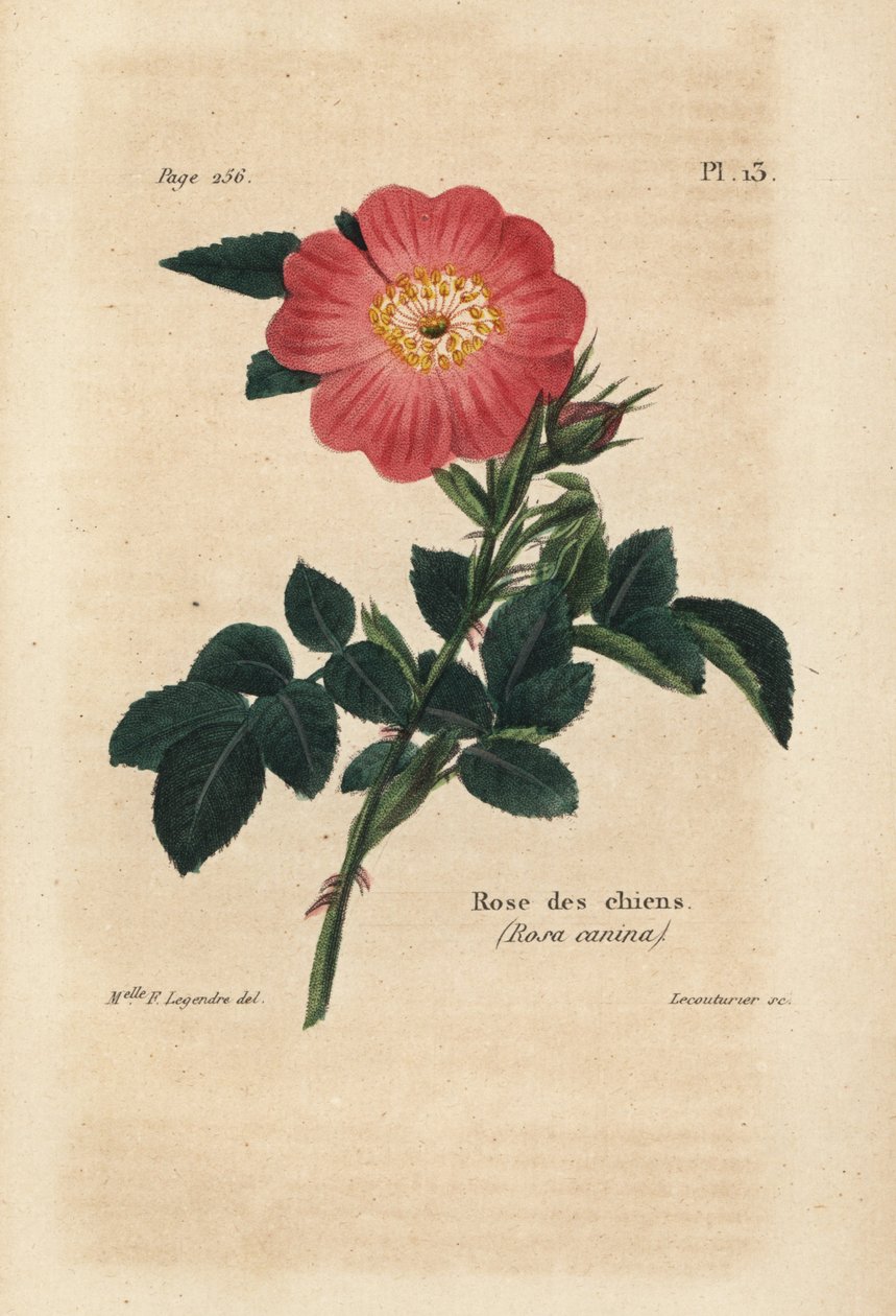 Lyserød hund, hunderose, Rosa Canina. Håndkoloreret litografi af Lecouturier efter en botanisk illustration af Miss F. Legendre fra Pierre Boitards Rose-Lover