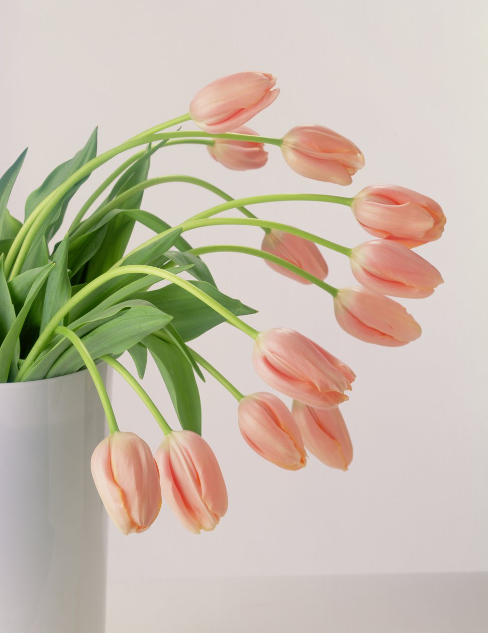 Pink tulipaner af Unbekannter Künstler