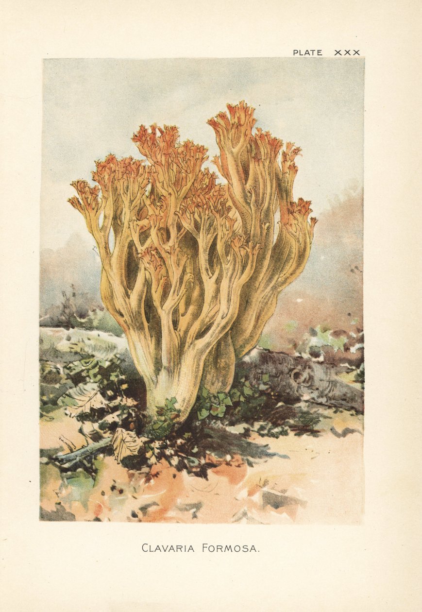 Lyserød koralsvamp eller smuk clavaria, Ramaria formosa (Clavaria formosa). Kromolitografi efter en botanisk illustration af William Hamilton Gibson fra hans bog Our Edible Toadstools and Mushrooms. af Unbekannter Künstler