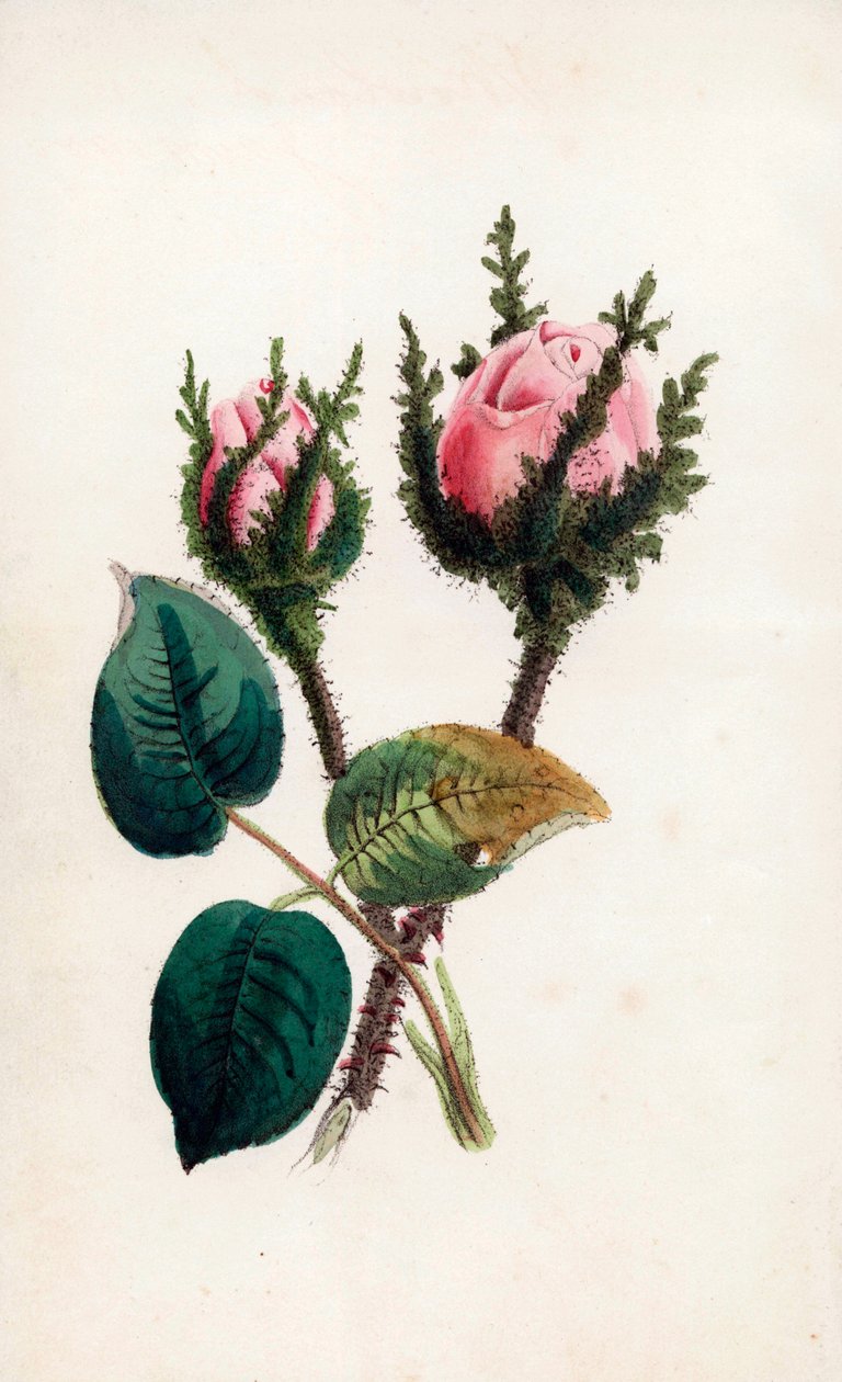 Rosa mos, Rosa muscosa. Håndkoloreret stik af James Andrews til John Stevens Henslows "Bouquet des Souvenirs", London. af Unbekannter Künstler