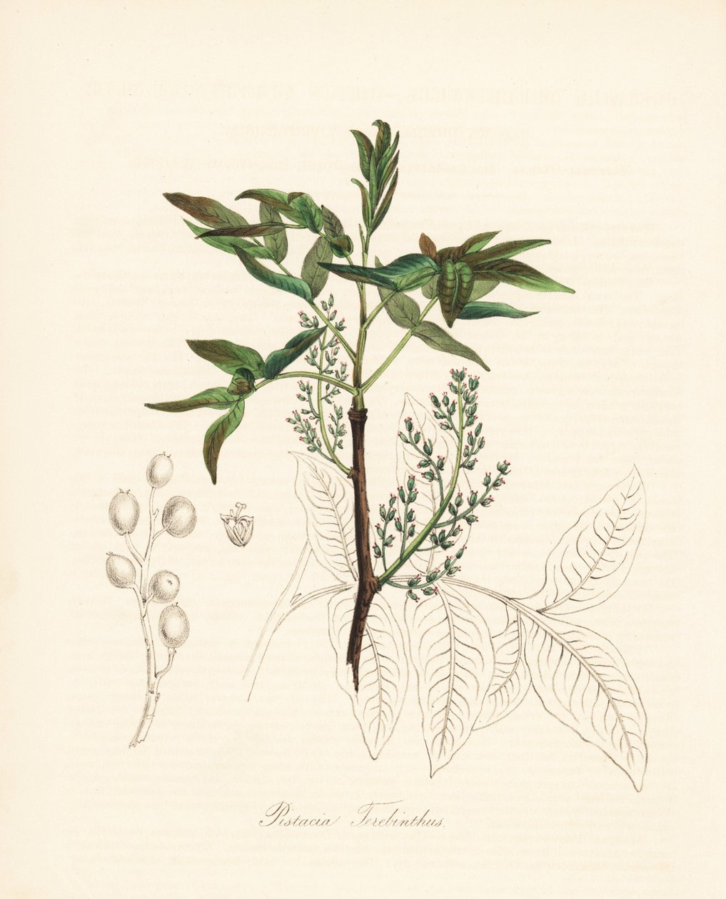 Pistacie terebinth - Terebinth træ eller chian terpentin træ, Pistacia terebinthus. Håndkoloreret zinkografi af C. Chabot tegnet af Miss M. A. Burnett fra hendes "Plantae Utiliores: or Illustrations of Useful Plants," Whittaker, London. af Unbekannter Künstler