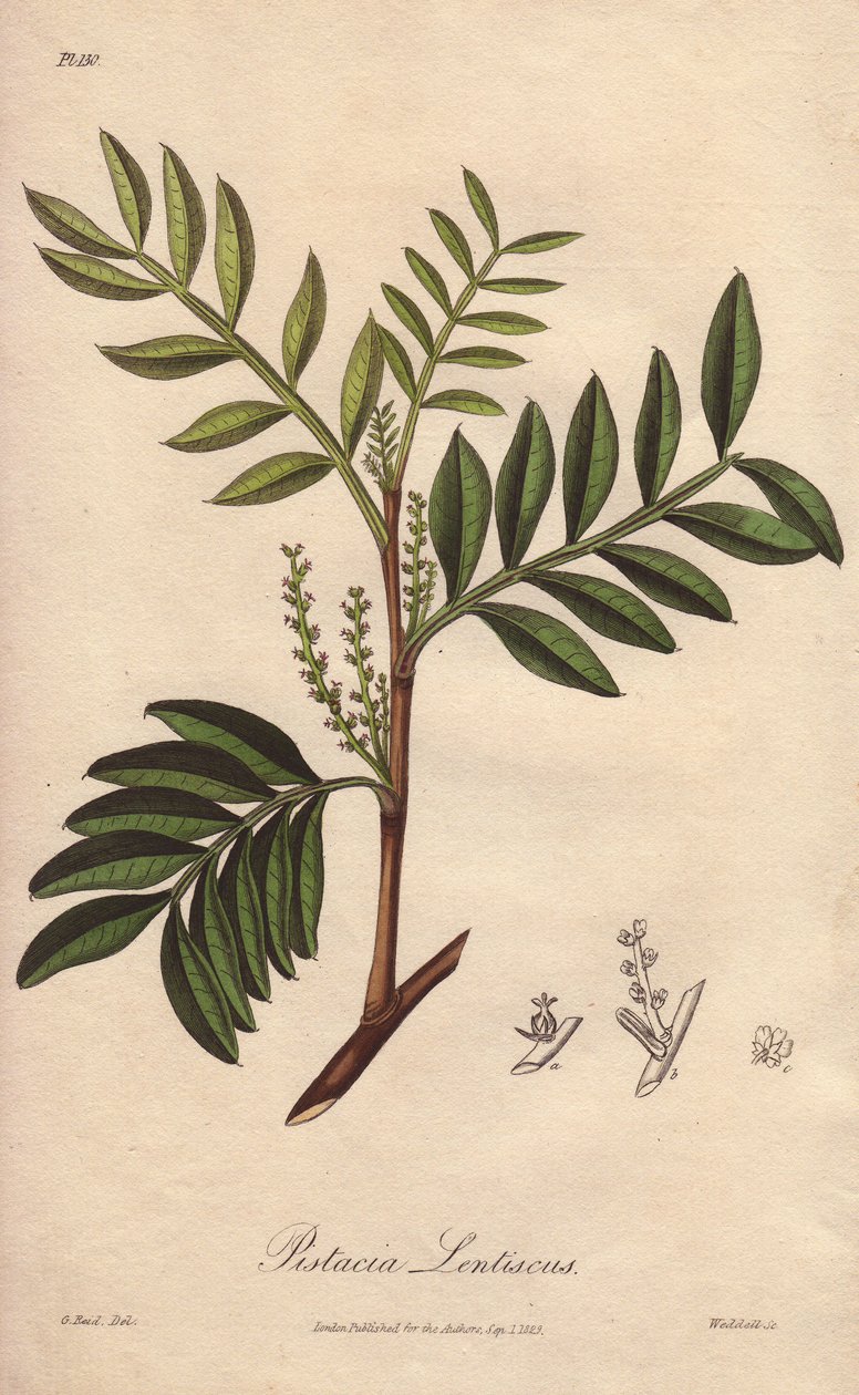 Pistacia lentiscus (Pistacia lentiscus) - stærkt vand af William Clarke til at illustrere "Medical Botanical, Description of the Medicinal Plants of London, Edinburgh and Dublin" af John Stephenson og James Morss Churchill, udgivet i London af John Church af Unbekannter Künstler