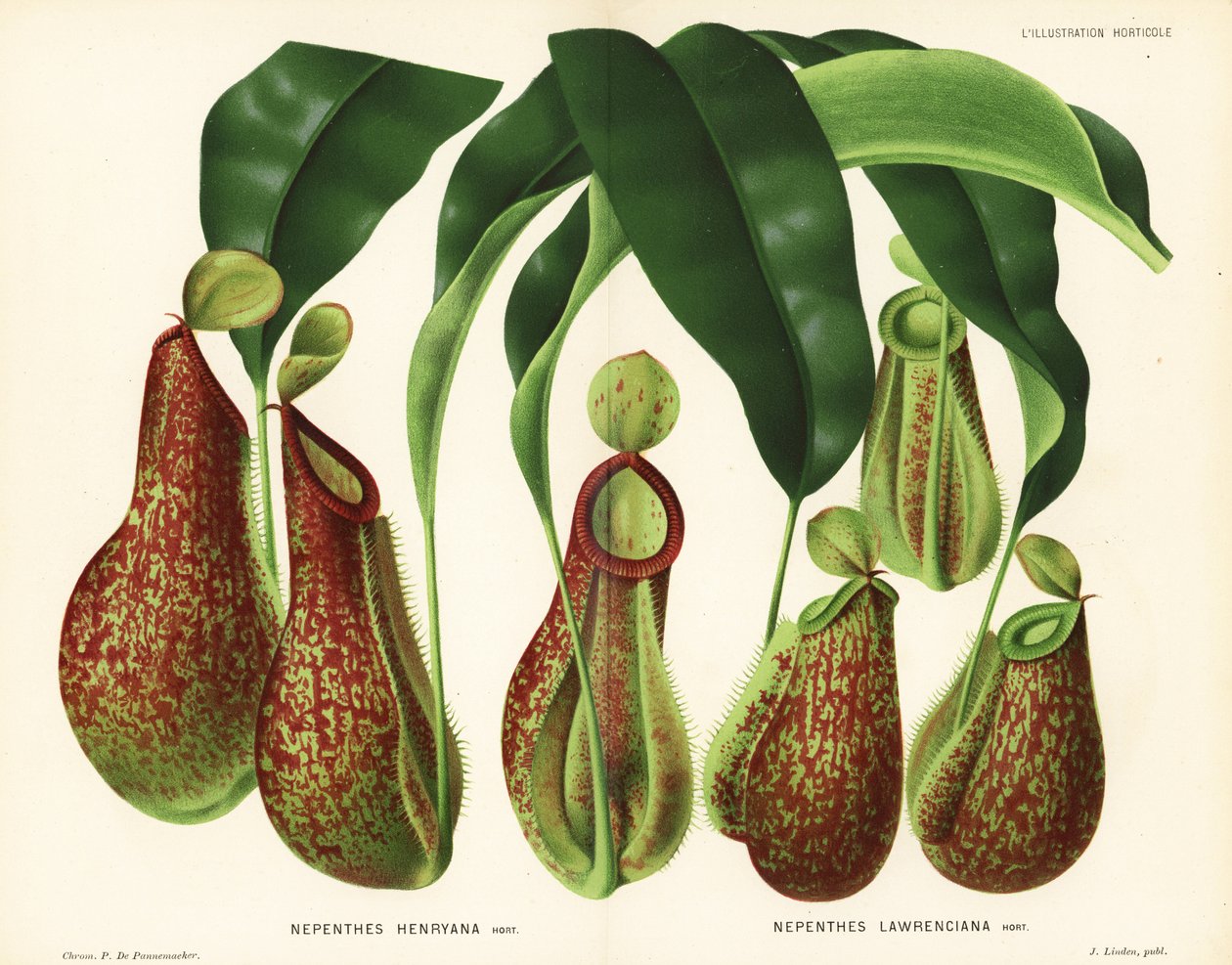 Sorter af kandeplanter, Nepenthes-arter (Nepenthes henryana, Nepenthes lawrenciana). Kromolitografi af P. de Pannemaeker fra Jean Linden