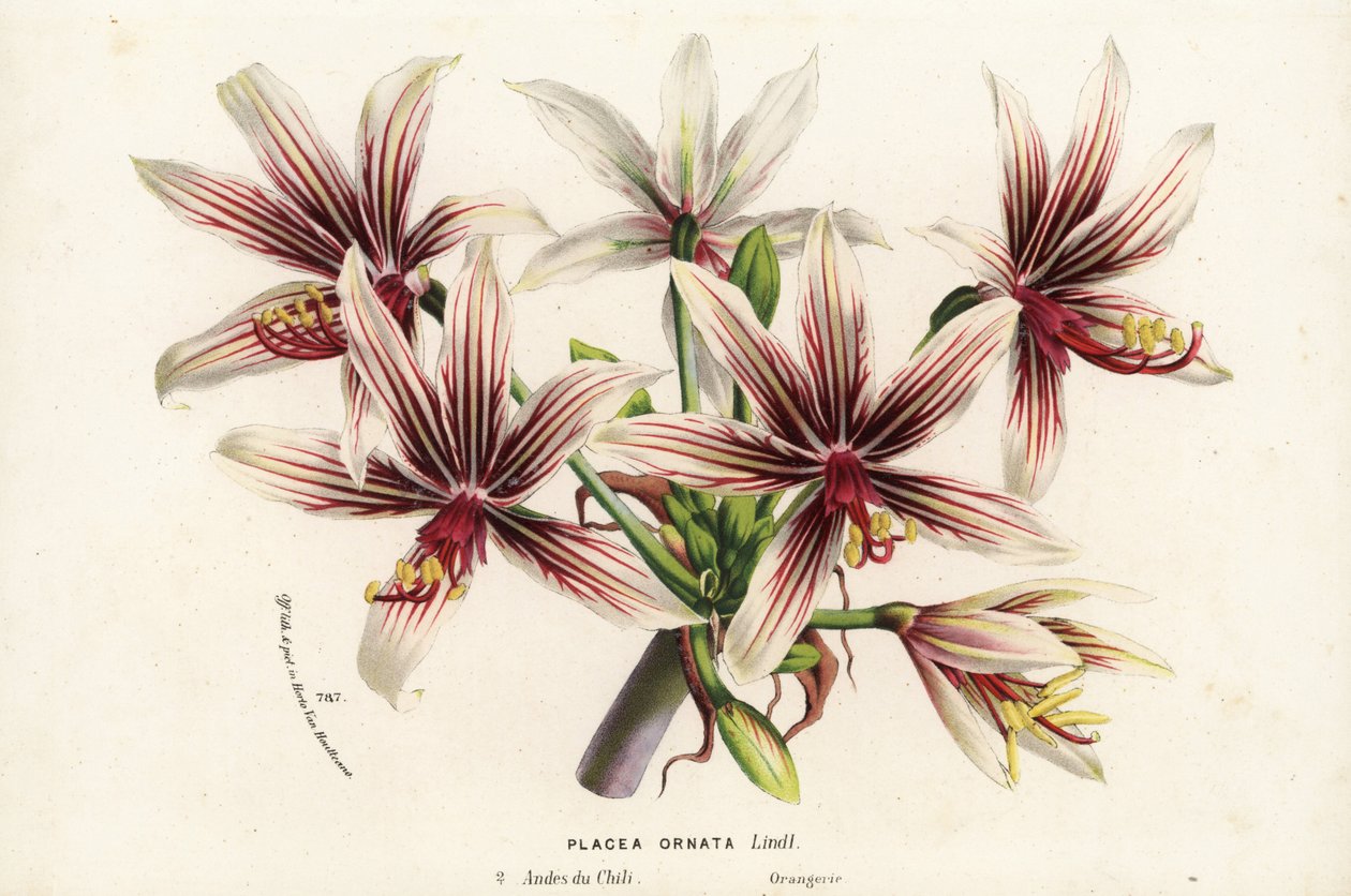 Placea ornata, hjemmehørende i Chile. Håndkoloreret litografi fra Louis van Houtte og Charles Lemaires Flowers of the Gardens and Hothouses of Europe, Flore des Serres et des Jardins de l