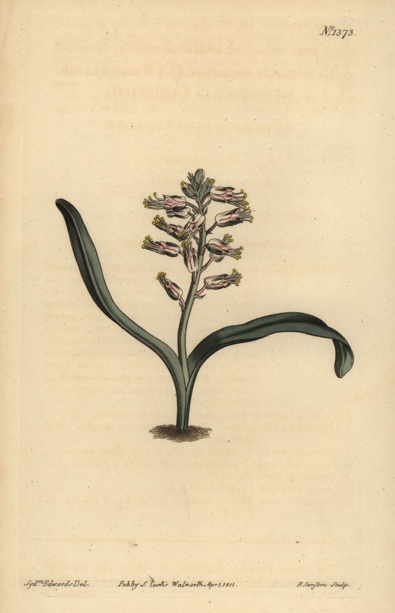 Ensfarvet selvfarvet lachenalia, Lachenalia unicolor af Unbekannt