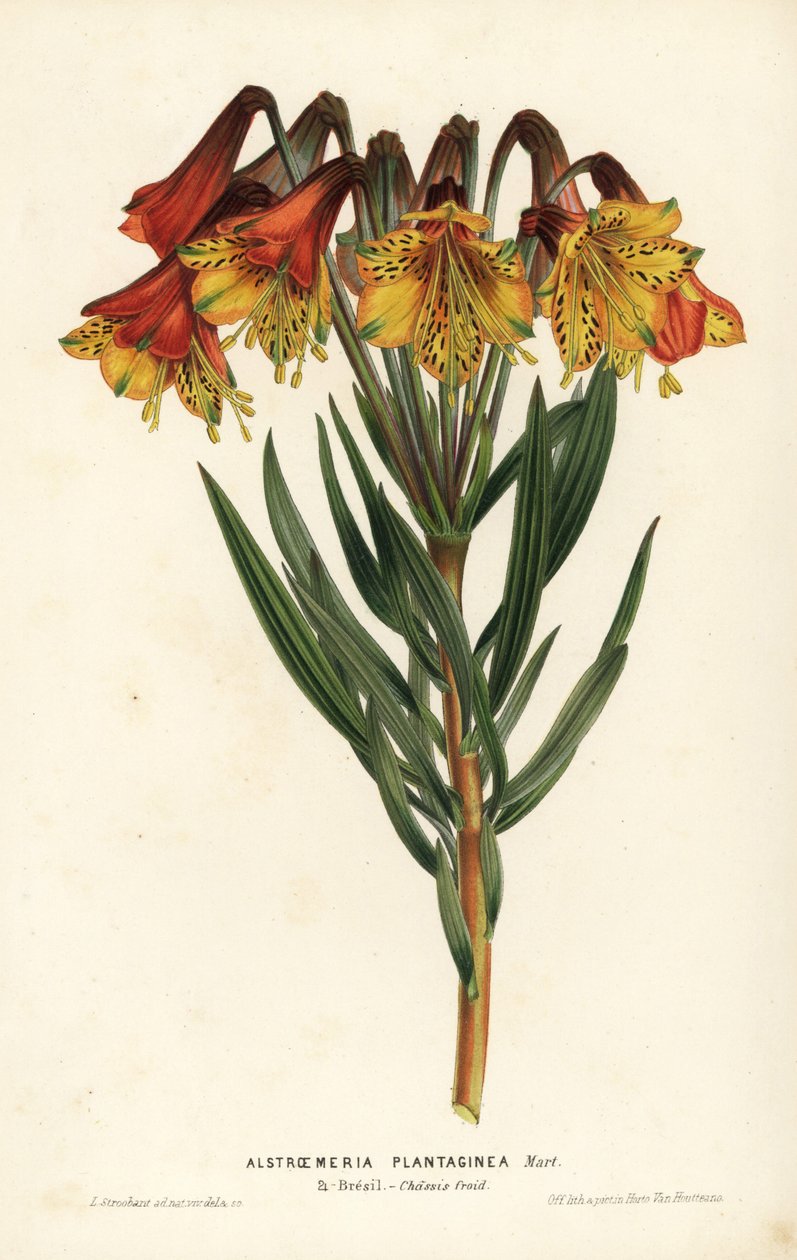 Vejbredsbladet alstroemeria, Alstroemeria plantaginea. Brasilien. Håndkoloreret litografi af L. Stroobant fra Louis van Houtte og Charles Lemaires Flowers of the Gardens and Hothouses of Europe, Flore des Serres et des Jardins de l
