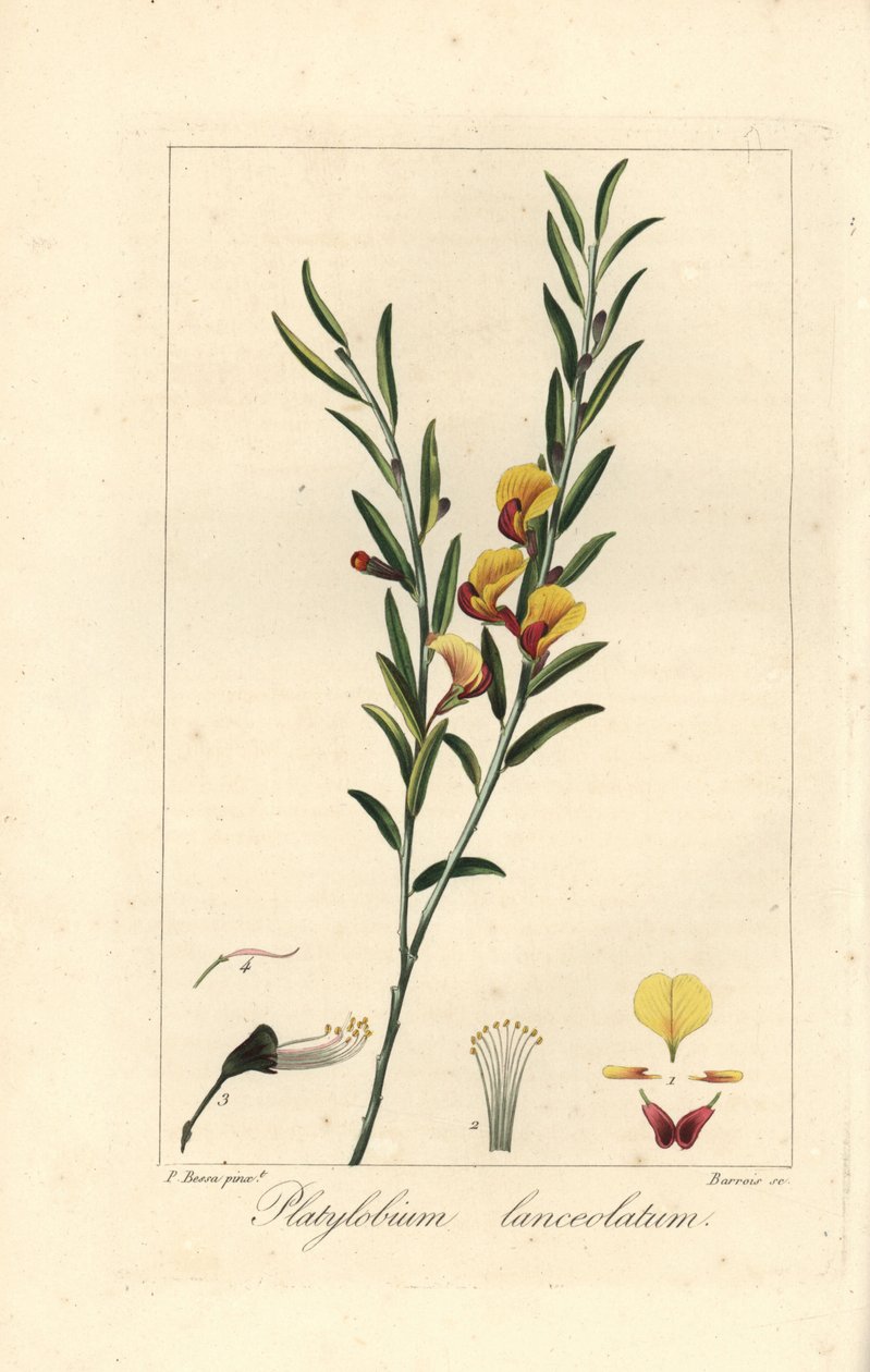 Platylobium lanceolatum, hjemmehørende i Australien. Håndkoloreret prikstik på kobber af Barrois efter en botanisk illustration af Pancrace Bessa fra Mordant de Launays "Herbier General de l