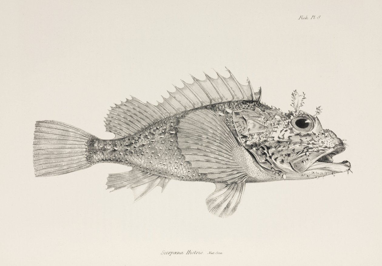 Spiller scorpionfish, c 1832-1836 af Unbekannter Künstler