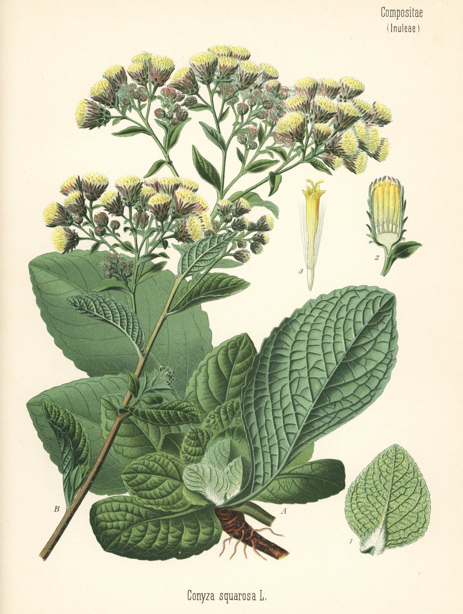 Plovmandens spikenard, Inula conyza (Conyza squarrosa). Kromolitografi efter en botanisk illustration fra Hermann Adolph Koehler