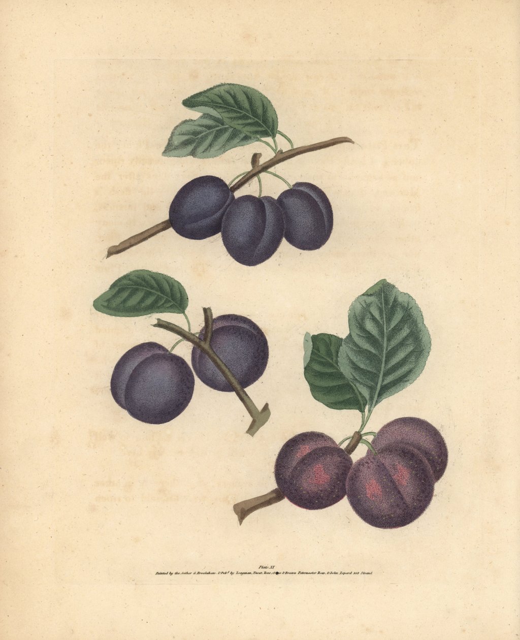 Blommesorter, Prunus domestica: Tours, Lawrane