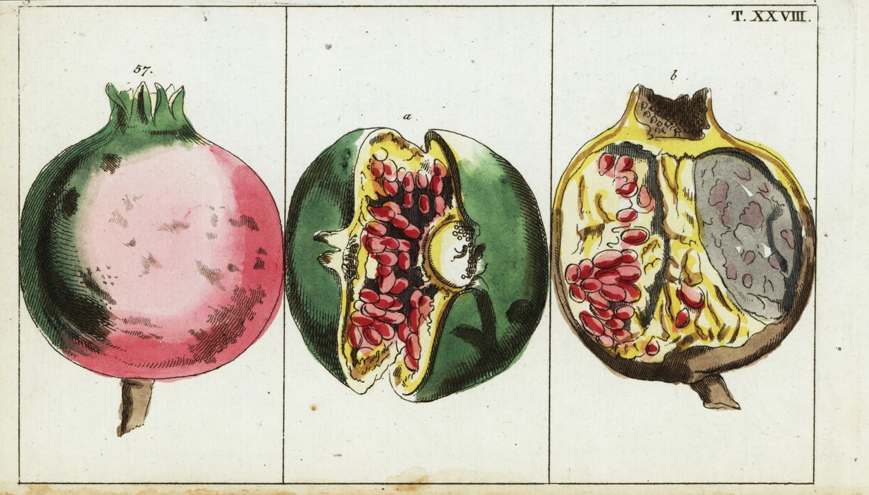 Granatæble frugt, Punica granatæble. af Unbekannter Künstler