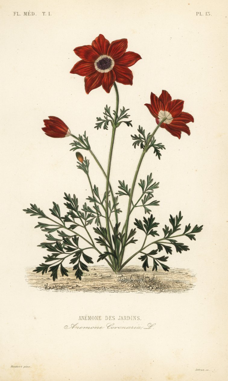 Valmueanemone eller spansk morgenfrue, Anemone coronaria, Anemone des jardins af Unbekannt