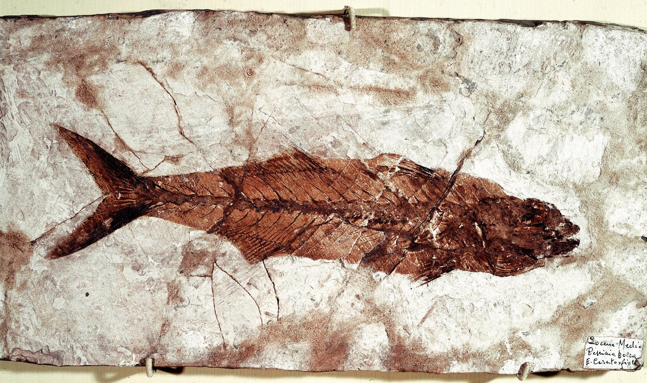 Forhistorie: Sgomber Speciosus fiskefossil fra stedet for Mount Bolca af Unbekannt