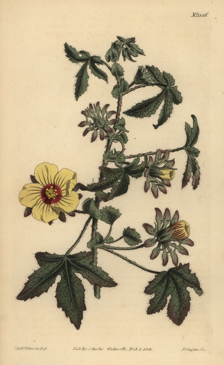Stikstilket hibiscus, Hibiscus surattensis af Unbekannt