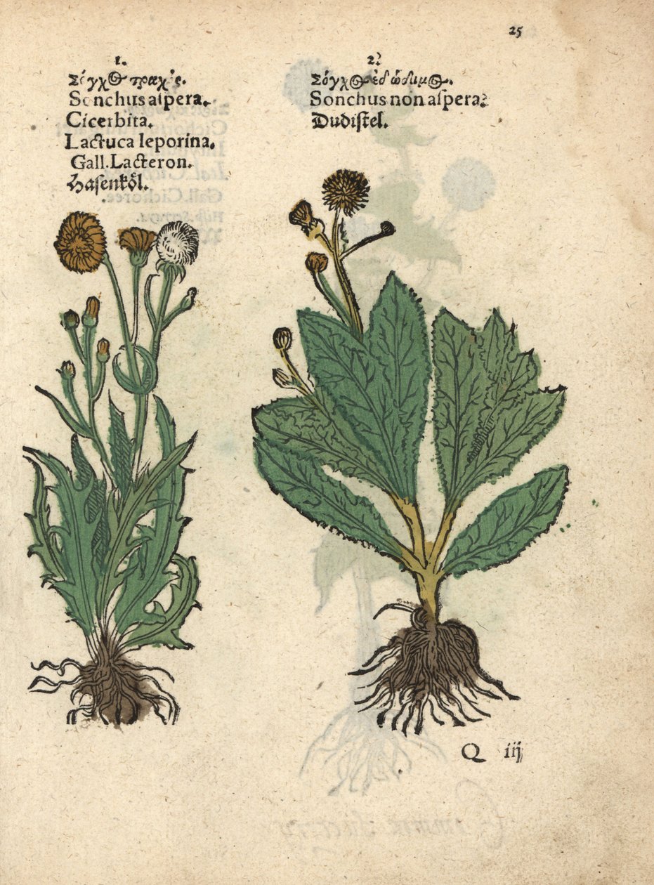 Stikkende agertidsel, Sonchus asper, og glat agertidsel, Sonchus oleraceus Håndkoloreret træsnit af en botanisk illustration fra Adam Lonicers Krauterbuch, eller Herbal, Frankfurt af Unbekannter Künstler