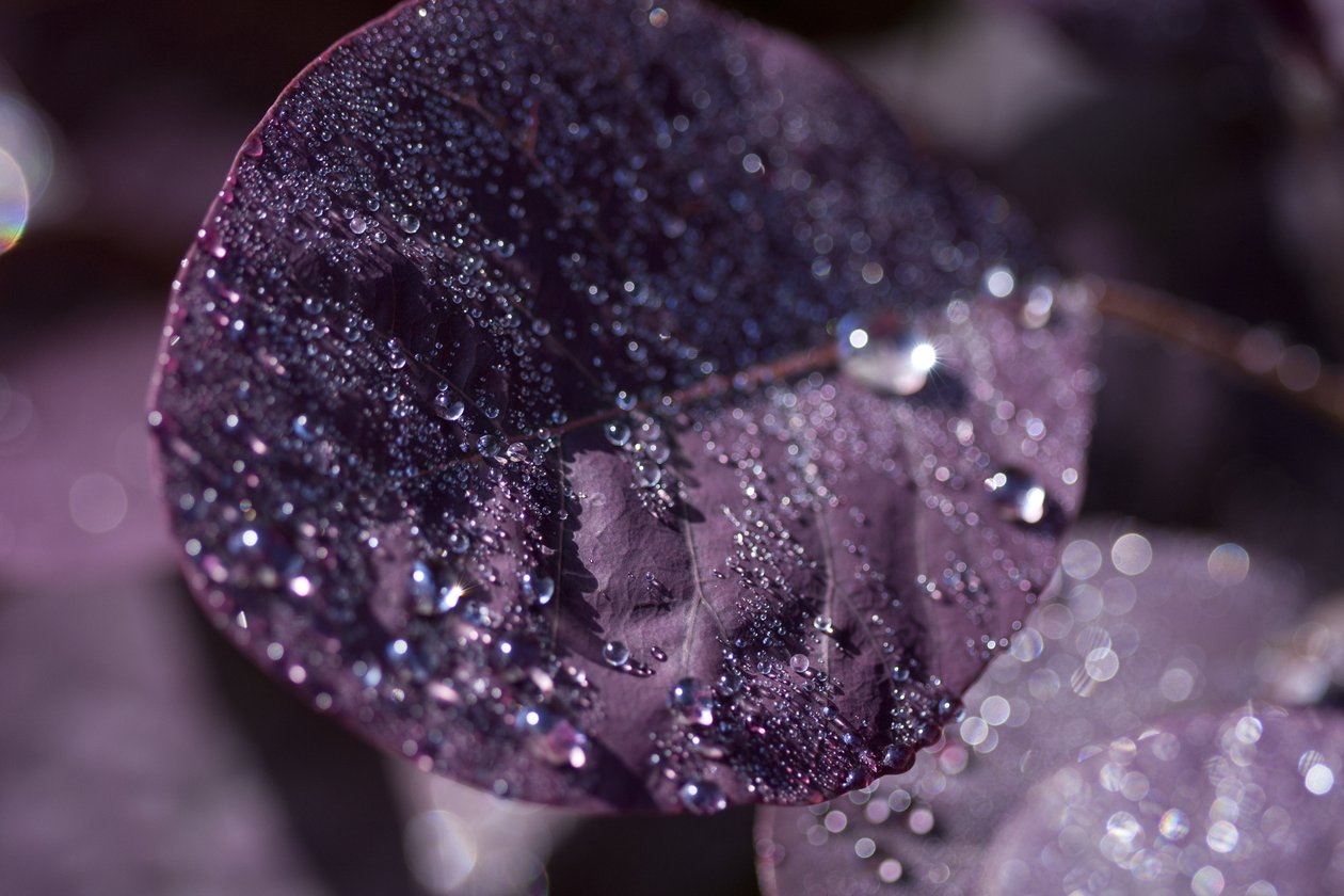 Purple Leaves III (fotografi) af Unbekannter Künstler