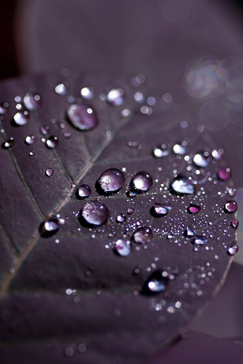 Purple Leaves II (fotografi) af Unbekannter Künstler