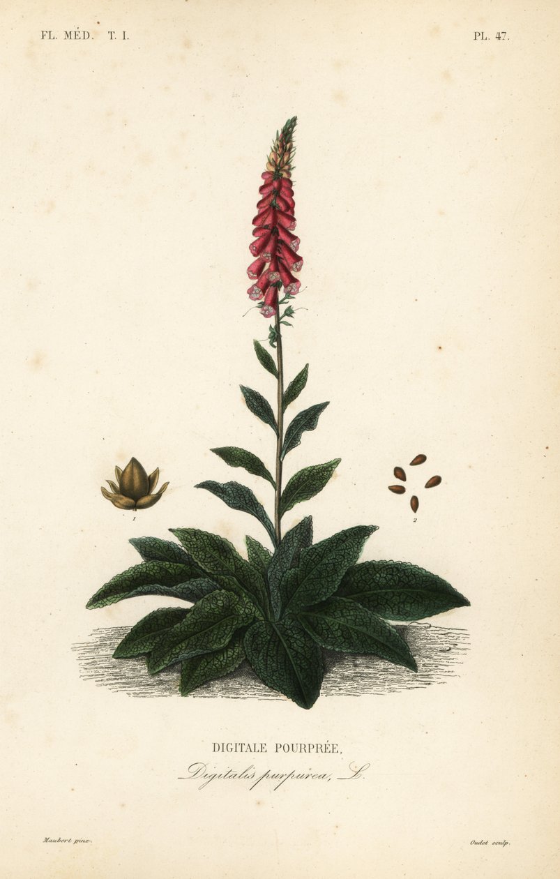 Lilla rævehandske eller damehandske, Digitalis purpurea, Digitale pourpre af Unbekannt
