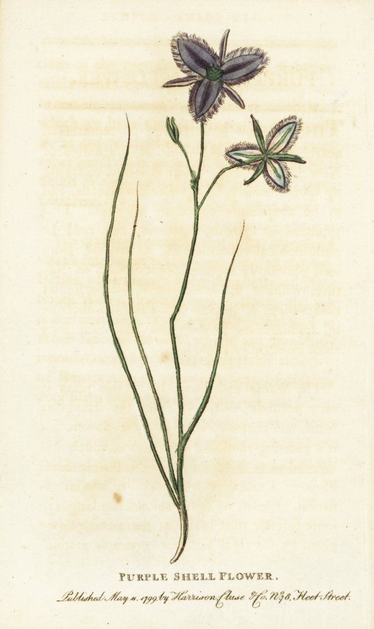 Lilla skalblomst fra New South Wales, Australien. Måske en fantasifuld blomst fremstillet af en kunstig blomsterhandler Håndkoloreret kobberstik fra "The Naturalist