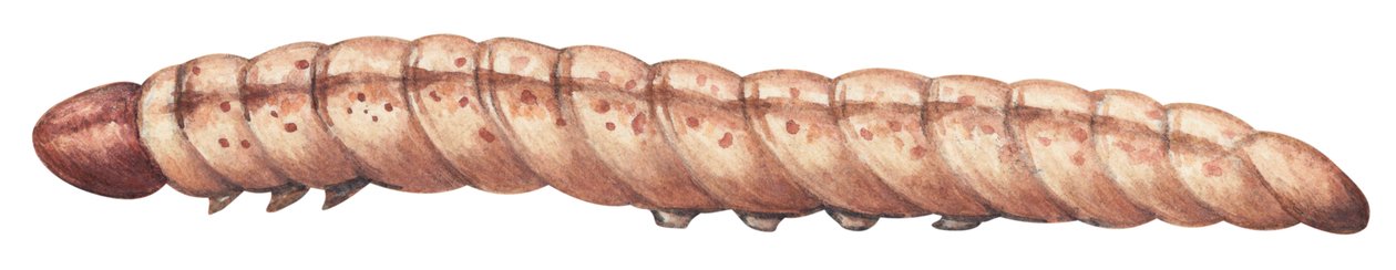 Majsborer - Europæisk majsborer (Ostrinia nubilalis) af Unbekannter Künstler