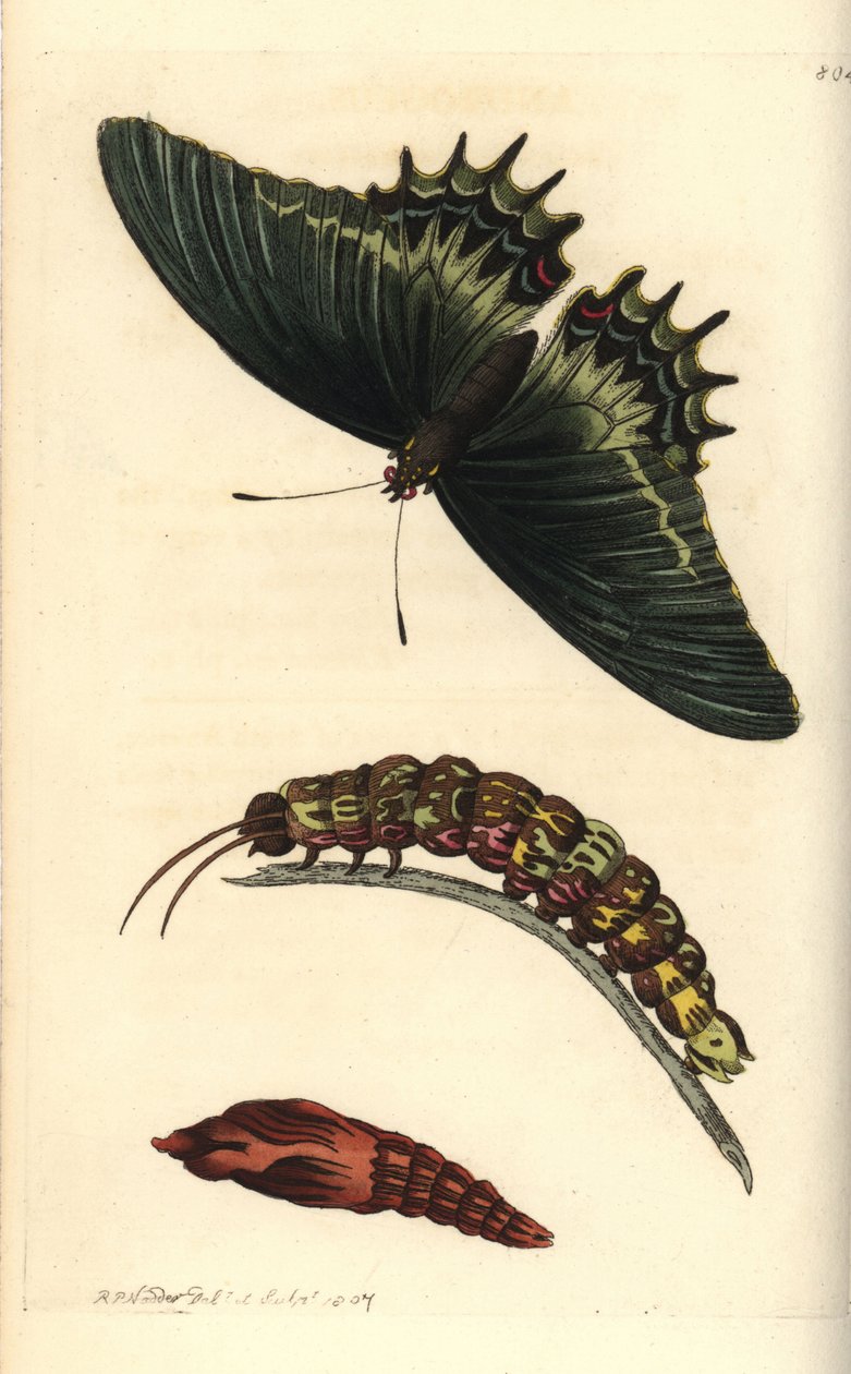 Dronningesvalehale eller androgeus-sommerfugl, Papilio androgeus, med larve og puppe. Illustration tegnet og graveret af Richard Polydore Nodder. Håndkoloreret kobberstik fra George Shaw og Frederick Nodders The Naturalist