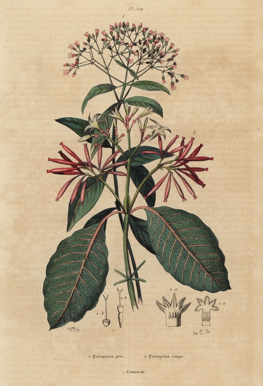 Kinin, Cinchona officinalis 1 og Ladenbergia oblongifolia, sårbar, 2 af Unbekannt