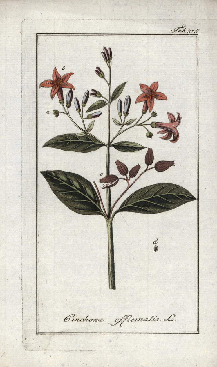 Quinquina (Cinchona officinalis). Litografi fra "Afbeelding der Artseny-Gewassen" af Johannes Zorn (1739-1799), Holland af Unbekannter Künstler