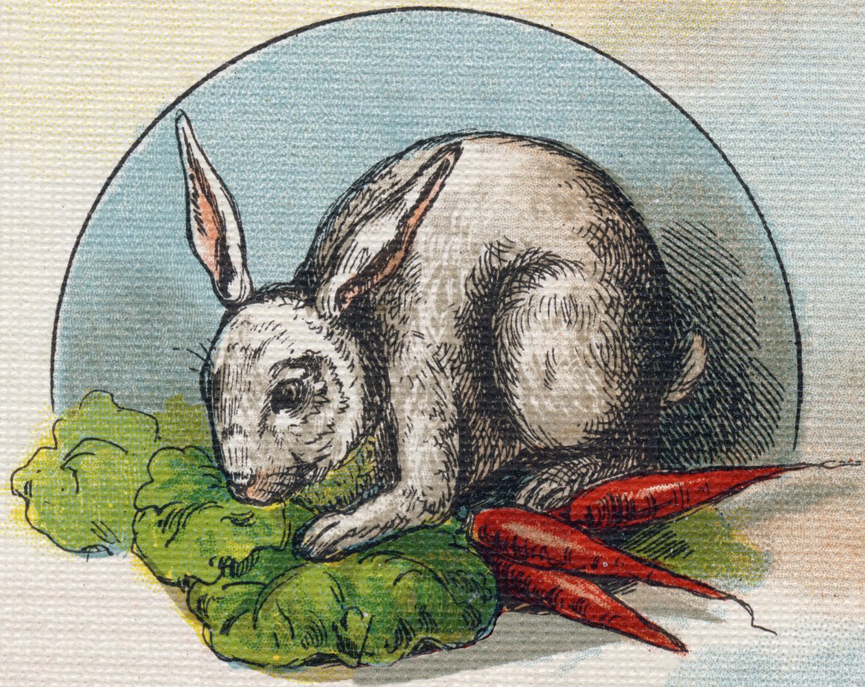 Kanin spiser en gulerod. Indgravering i "Alphabet de ma petite fille". Bernardin-Bechet og Fils, boghandler-forlag, Paris, omkring 1895. Ubrydeligt album på lærred. Bibliotheque des Bebes. 12 sider. Album indeholdende en læsemetode og en illustrativ a af Unbekannt
