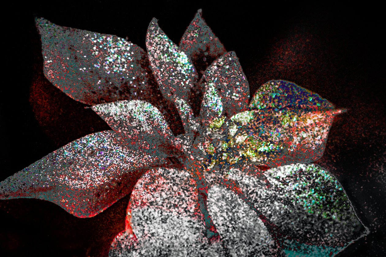 Rainbow Poinsettia rakkaani, 2017 (uudelleenmaalattu valokuva) af Unbekannter Künstler