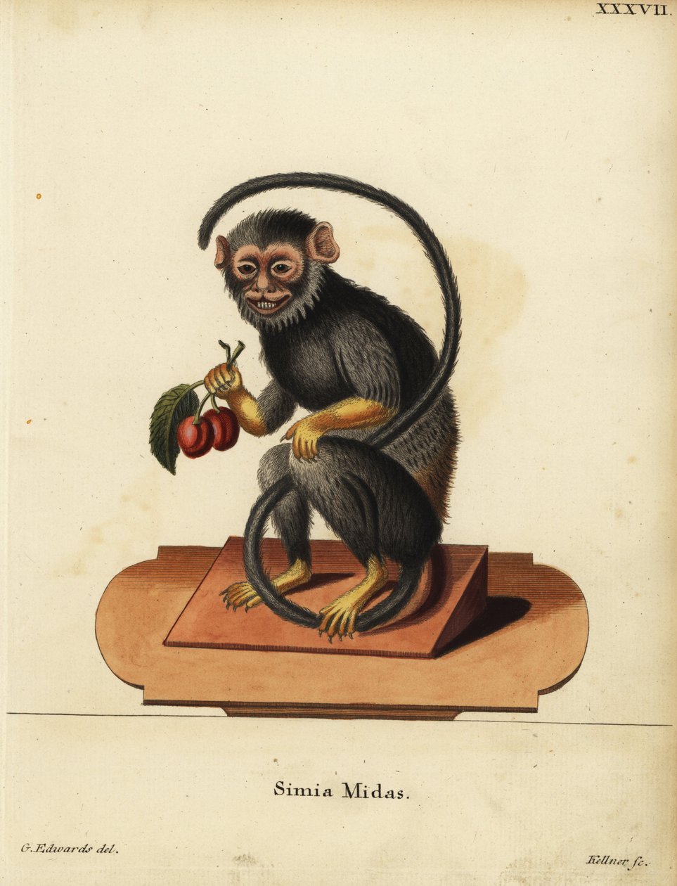Rødhåndet eller guldhåndet tamarin, Saguinus midas. Simia midas. Håndkoloreret kobberstik af Joseph Kellner efter en illustration af George Edwards fra Johann Christian Daniel Schrebers Animal Illustrations after Nature, eller Schreber