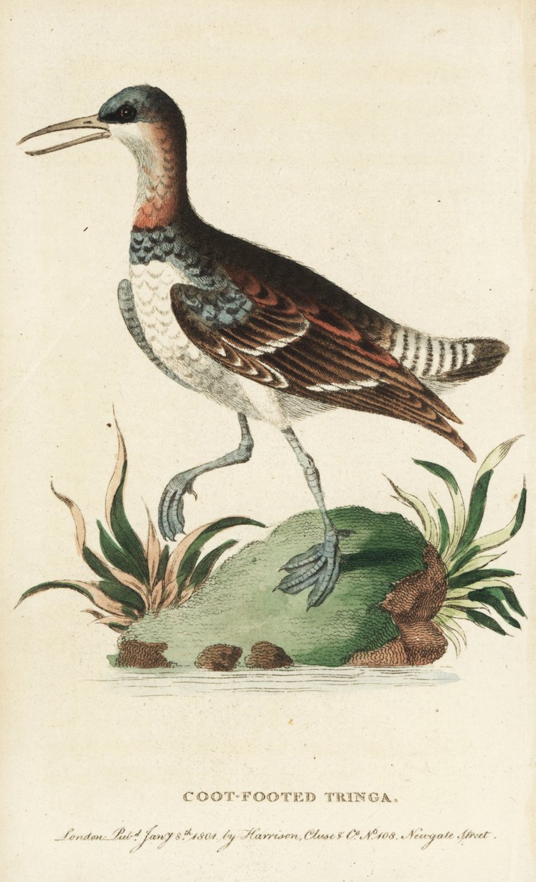 Rødhalset phalarope, Phalaropus lobatus. (Coot-footed tringa) Illustration kopieret fra George Edwards. Håndkoloreret kobberstik fra "The Naturalist