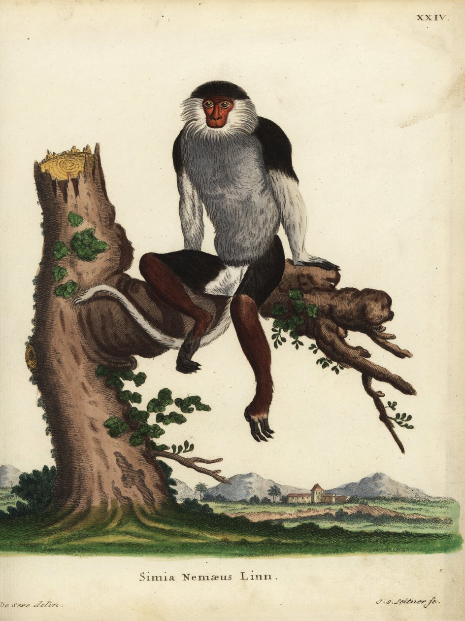 Rødskægget douc, Pygathrix nemaeus. Udryddelsestruet. Simia nemaeus Linn. Håndkoloreret kobberstik af Johann Sebastian Leitner efter en illustration af Jacques de Seve fra Johann Christian Daniel Schreber