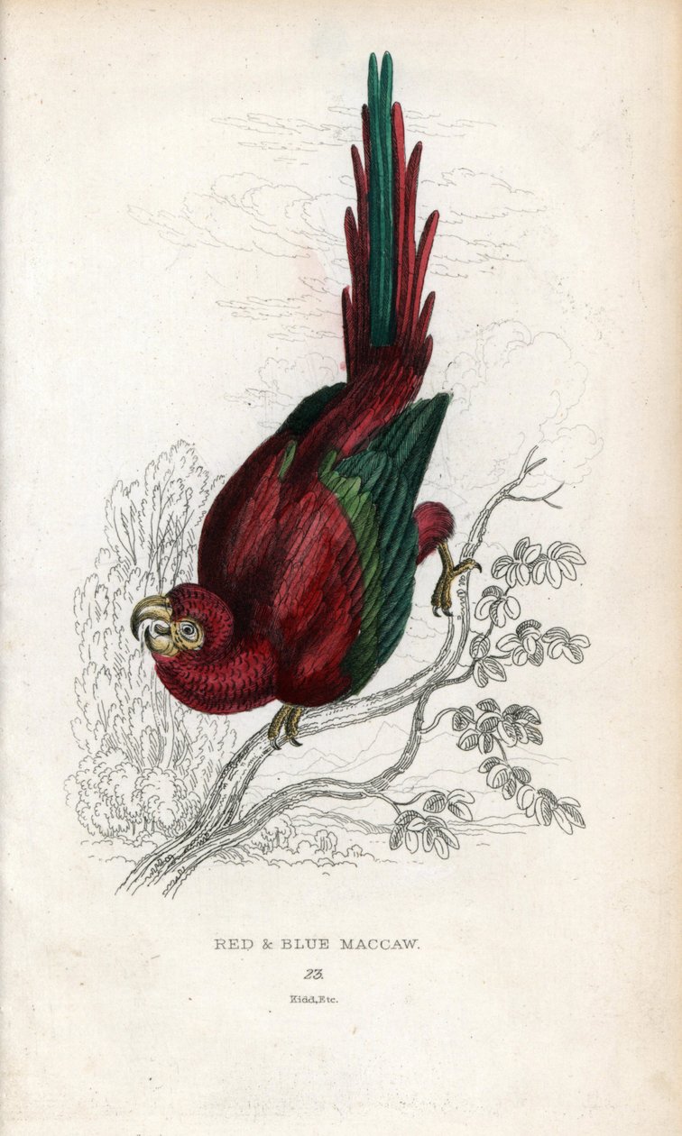 Rød ara eller Macau ara. Psittacus macao. Litografi af Joseph Kidd, baseret på en tegning af John Audubon, i Miscellany of Natural History: Parrots, Sir Thomas DiK Lauder and Captain Thomas Brown, udgivet i Edinburgh, Skotland, i 1833. af Unbekannter Künstler