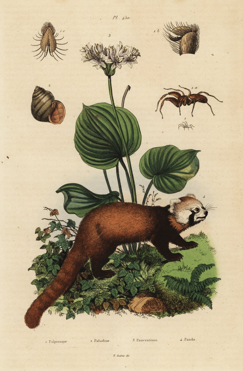 Rød panda, Ailurus fulgens, truet 4, nordlig julelilje, Proiphys amboinensis 3. flodsnegl, Viviparus viviparus 1 og edderkop, Palpimanus arter af Unbekannt