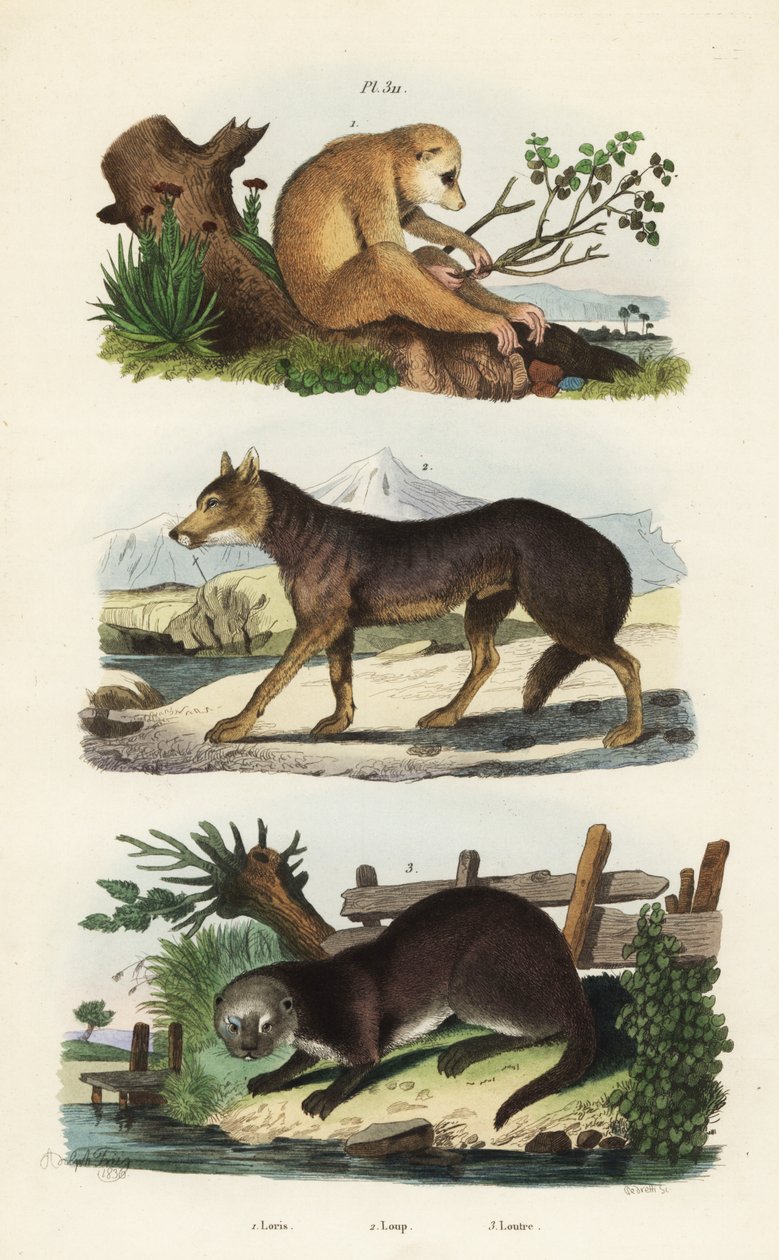 Rød slank loris, Loris tardigradus truet 1, ulv, Canis lupus 2 og eurasisk odder, Lutra lutra 3 af Unbekannt