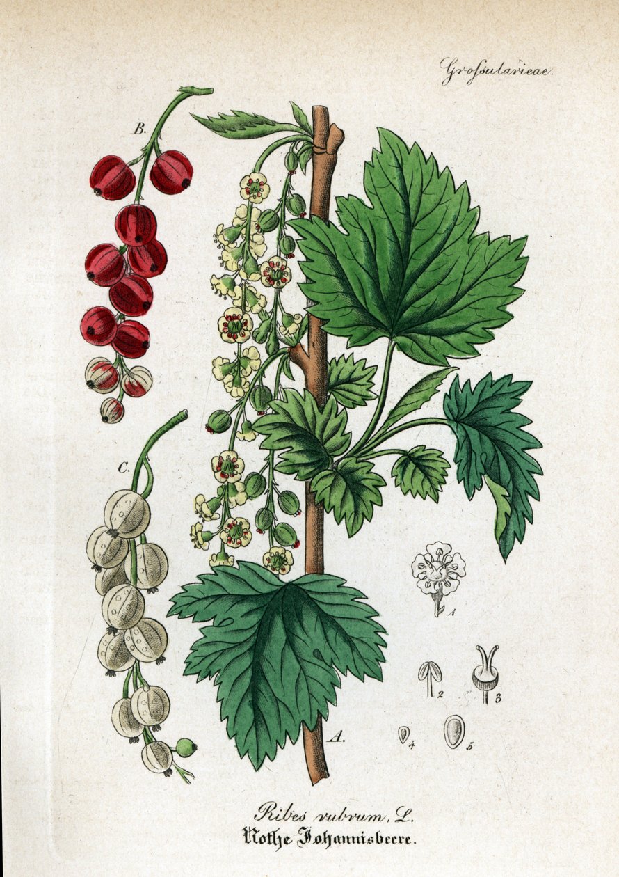 Røde ribs, Ribes rubrum. Håndkoloreret kobberstik fra Dr. Willibald Artus