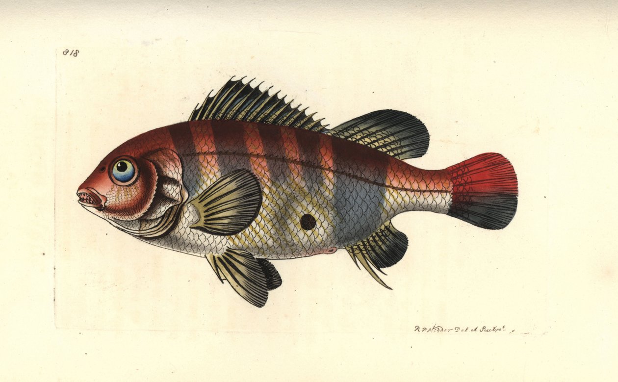 Rødstribet jordspiser, Geophagus surinamensis (Surinam sparus, Sparus surinamensis). Illustration tegnet og graveret af Richard Polydore Nodder. Håndkoloreret kobberstik fra George Shaw og Frederick Nodders The Naturalist
