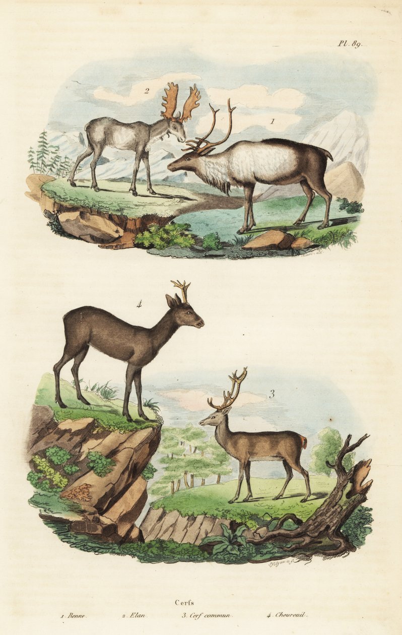 Rensdyr, Rangifer tarandus 1, elg, Alces alces 2, kronhjort, Cervus elaphus 3 og europæisk kronhjort, Capreolus capreolus 4 af Unbekannt