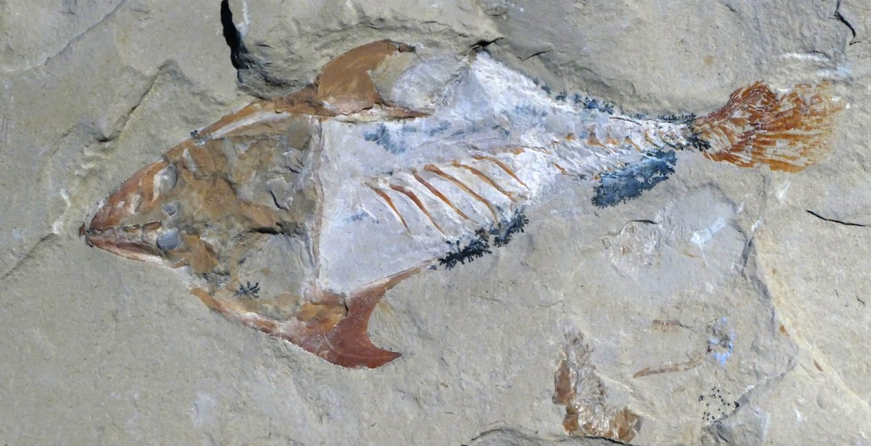 Rester af et dyr bevaret som et fossil af Unbekannter Künstler