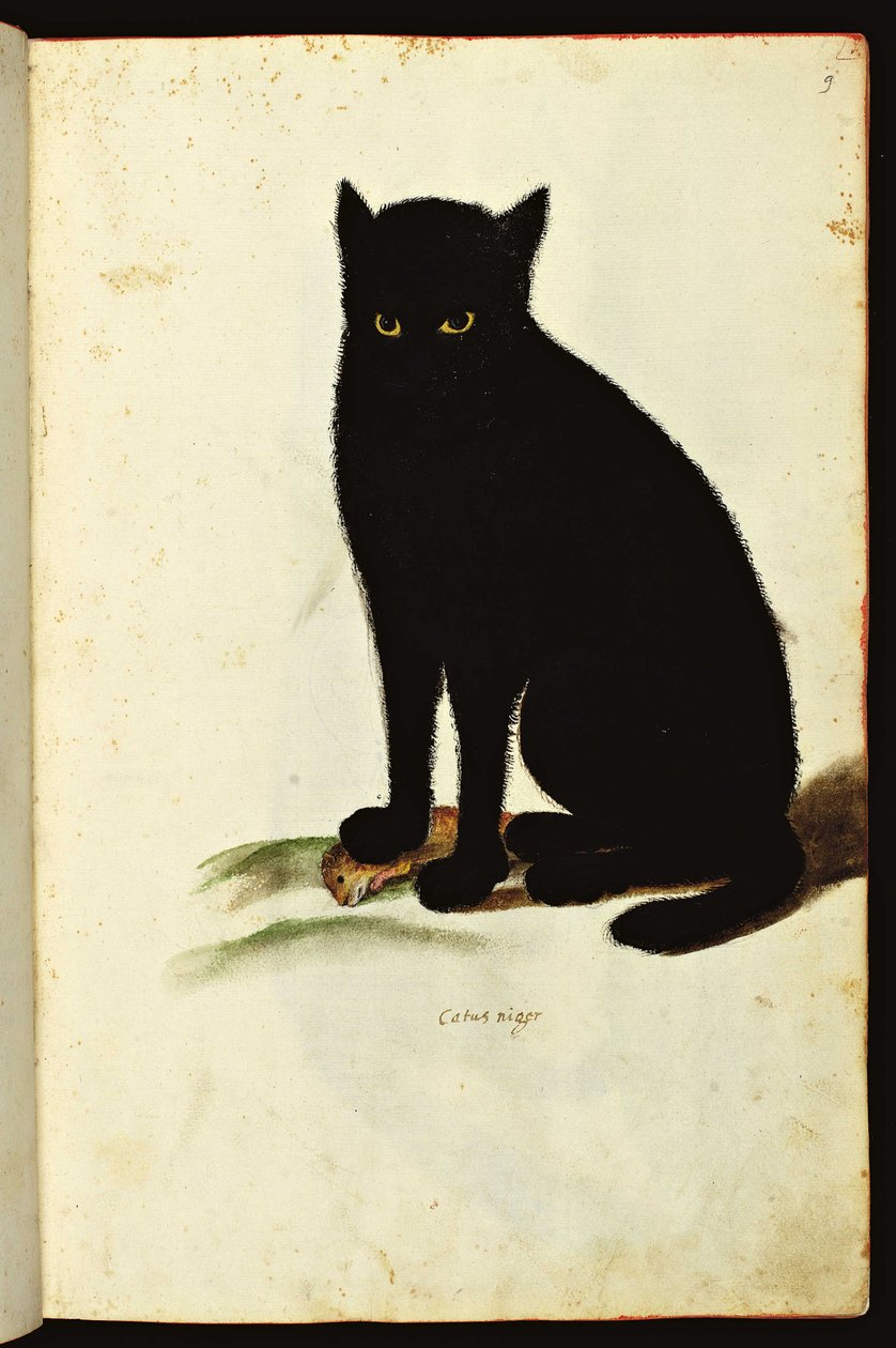 Repræsentation af en sort kat. Illustreret diagram af et manuskript af Natural History on Animals, Fonds Ulisse Aldrovandi, University Bibl., ed. 1603. af Unbekannter Künstler