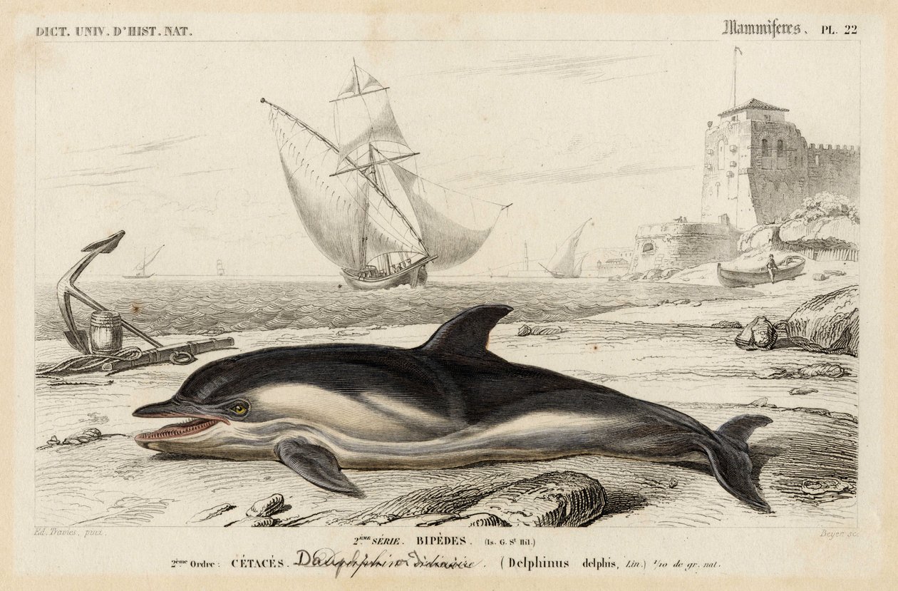 Repræsentation af en delfin i "Dictionnaire Universale d