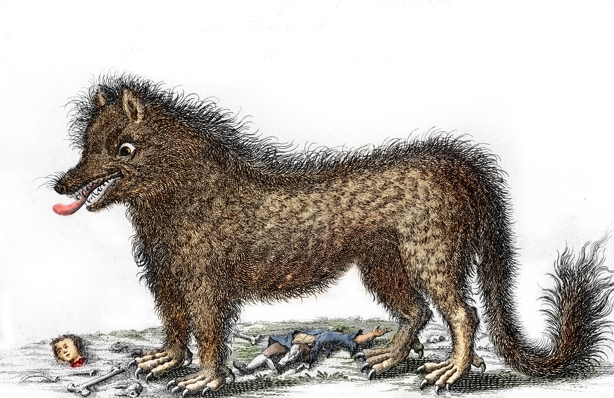 Repræsentation af bæstet fra Gevaudan, knoglerne fra hans ofre spredt omkring hans ben Stik omkring 1764 (Bæstet fra Gevaudan i en repræsentation fra 1764) Privatsamling af Unbekannter Künstler