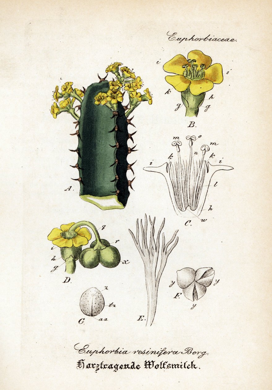 Harpiksspore, Euphorbia resinifera. Håndkoloreret kobberstik fra Dr. Willibald Artus