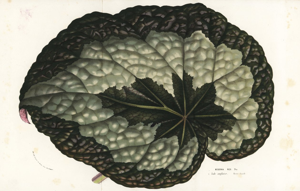 Rex begonia blad, Begonia rex. Indien. Håndkoloreret litografi fra Louis van Houtte og Charles Lemaires Flowers of the Gardens and Hothouses of Europe, Flore des Serres et des Jardins de l