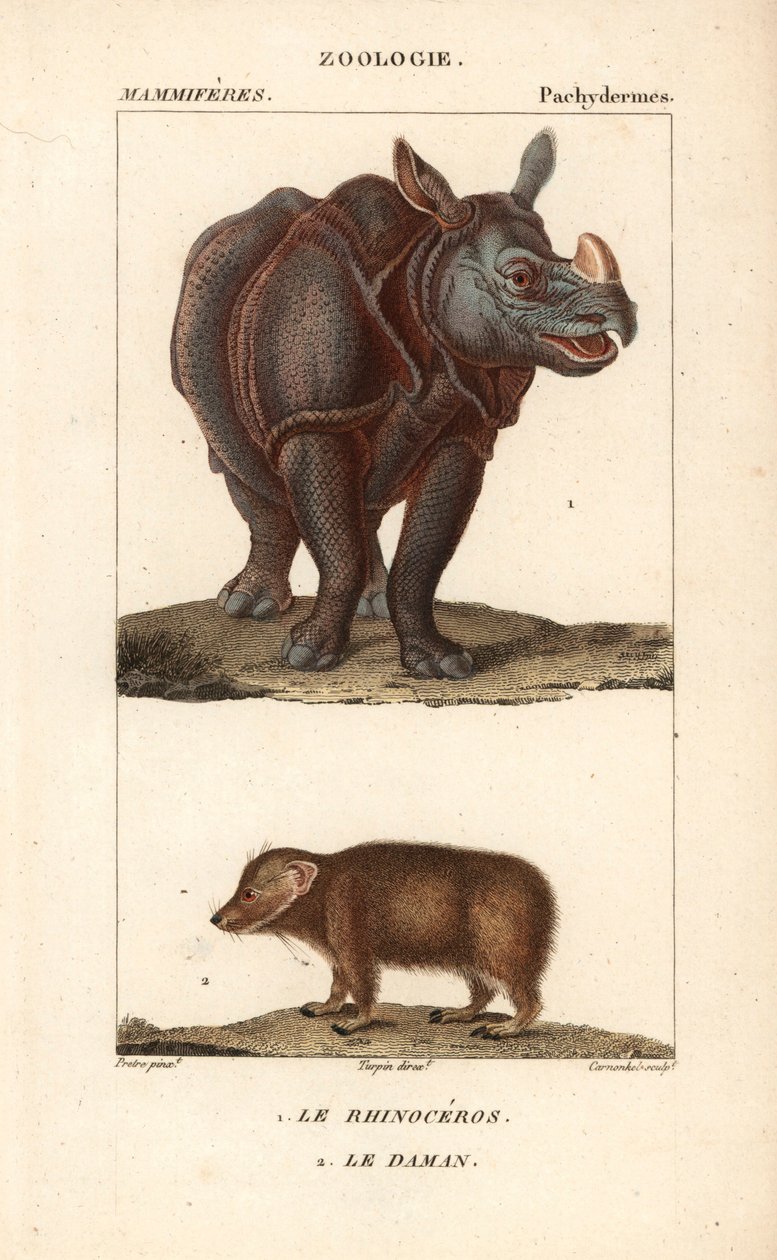 Rhinoceros et daman ou clade - Eau forte af Jean Gabriel Pretre (1780-1845), graveret af Carnonkel, til naturvidenskabelig ordbog: pattedyr af Frederic Cuvier, redigeret af Pierre Jean Francois Turpin (1775-1840), udgivet af F.G.Levrault, i Paris af Unbekannter Künstler