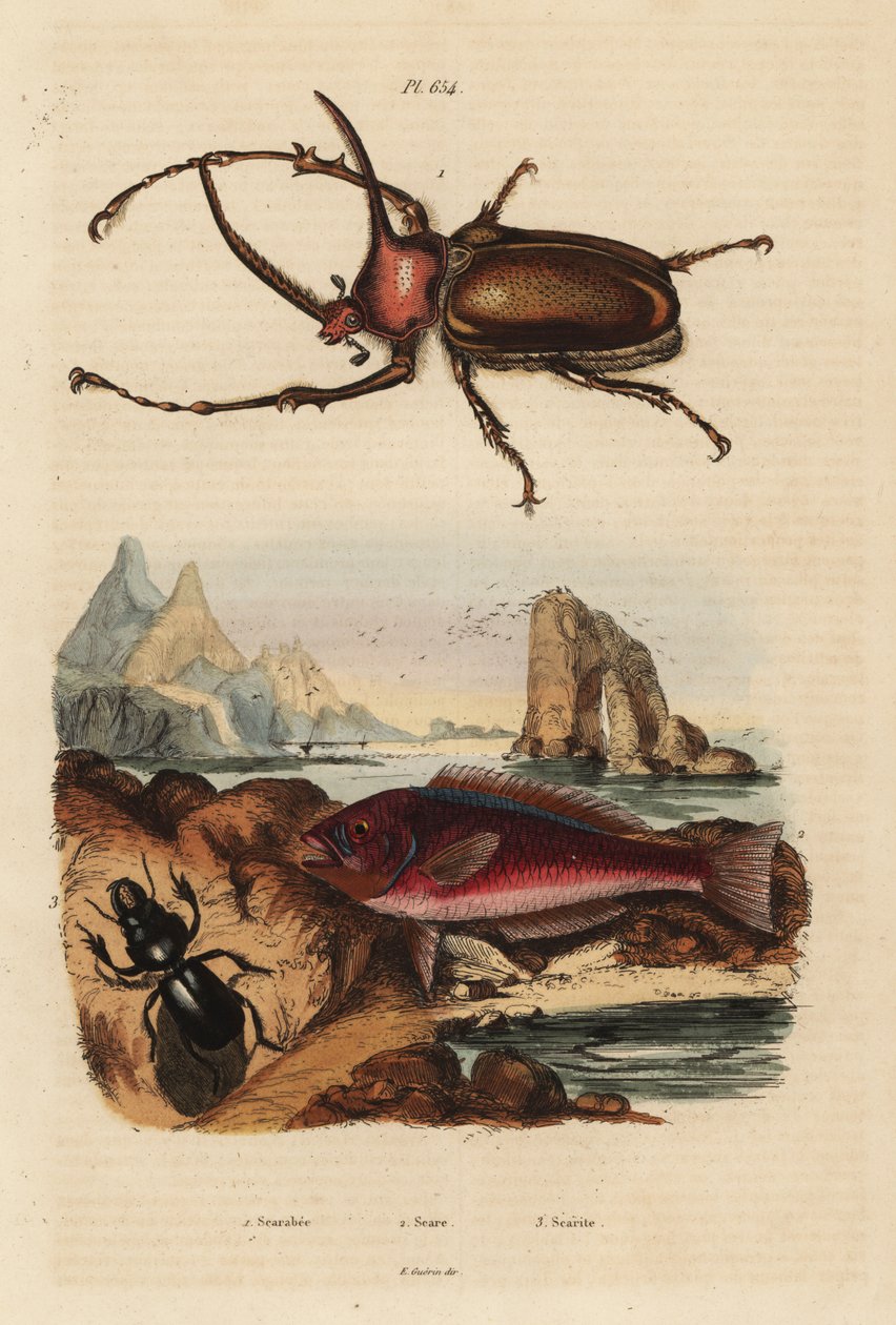 Rhinoceros scarab bille, Golofa porteri 1, kretensisk scarab-fisk, Scarus creticus 2 og Scarites buparius bille 3 af Unbekannt